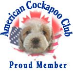 Southwest Cockapoo Breeders 16