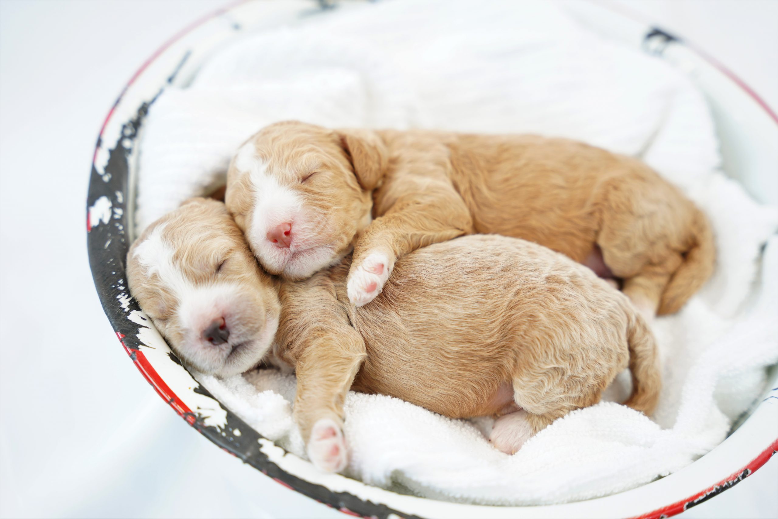 Southwest Cockapoo Breeders 8