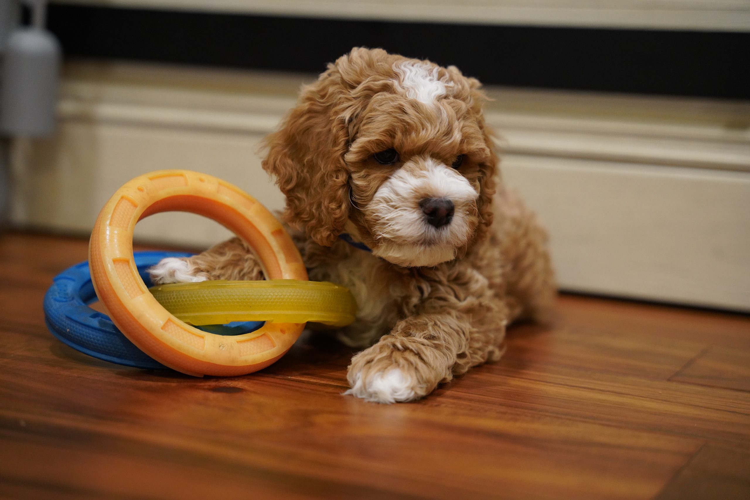 Southwest Cockapoo Breeders 7