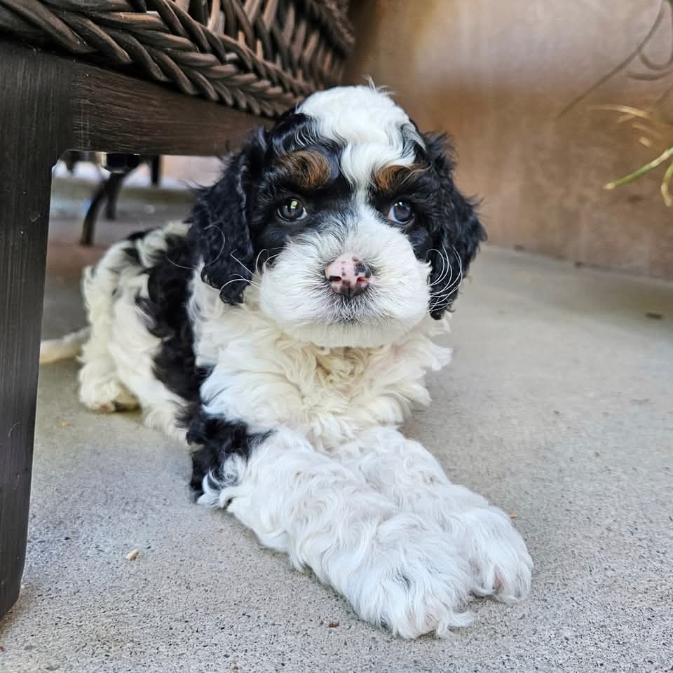 FB_IMG_1749581205501