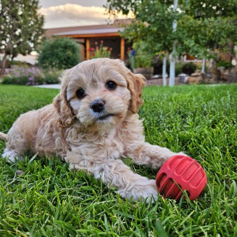 20230902_19242301-480x480