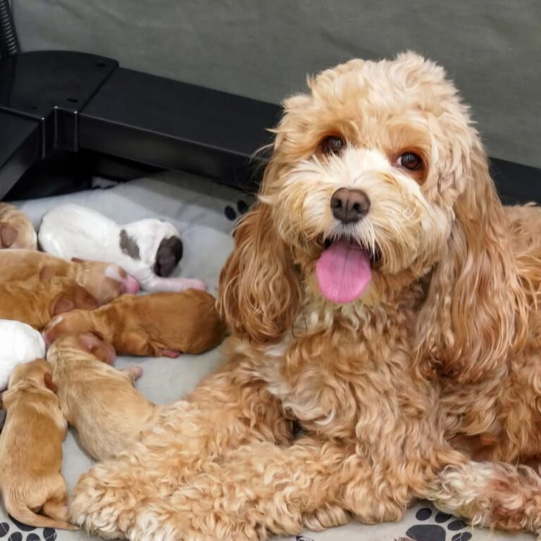 Screenshot_20260418_224455_Facebook[1]