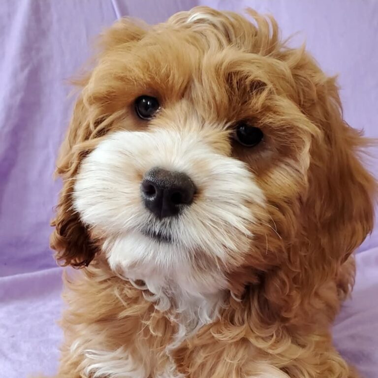 Screenshot_20260418_224934_Facebook[1]