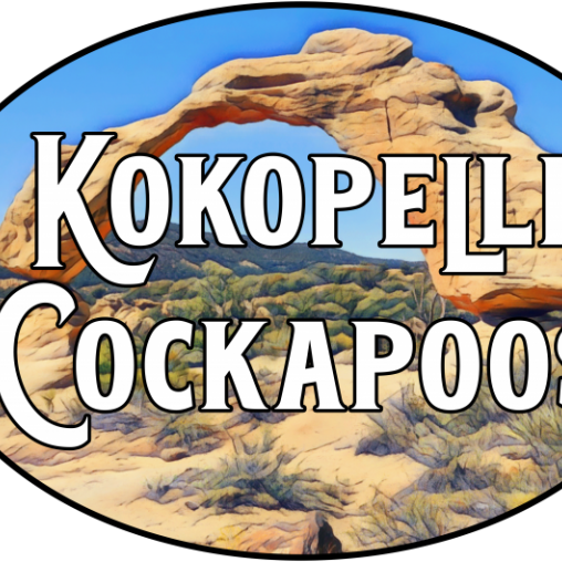 Kokopelli Cockapoos