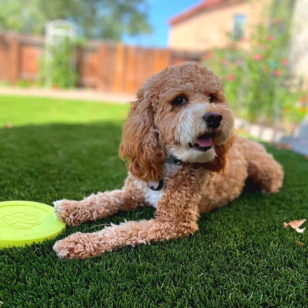 Southwest Cockapoo Breeders | Kokopellli Cockapoos