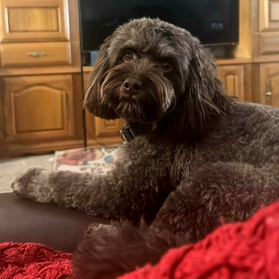 Messenger_creation_896CB6B6-2DA7-4EE4-96F3-7F5DA2764CD0[1]