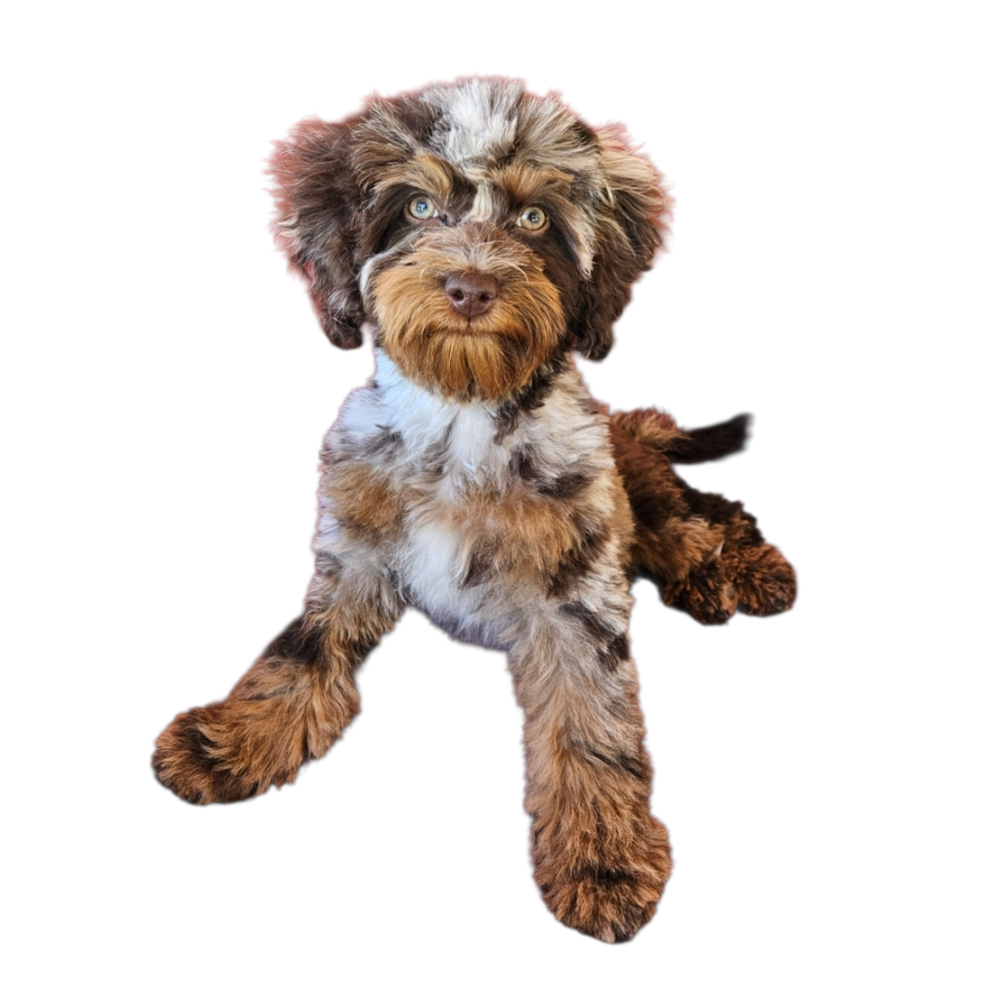 Screenshot_20260106_094619_Chrome[1]