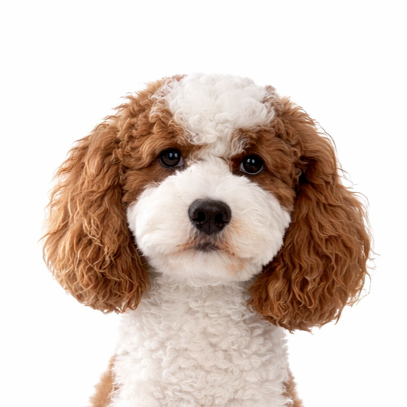 file_00000000af5471fda8182e6c05884593[1]