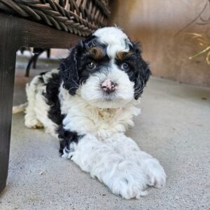 FB_IMG_1749581205501