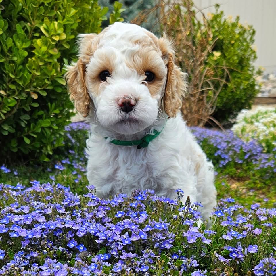 FB_IMG_1749581340160