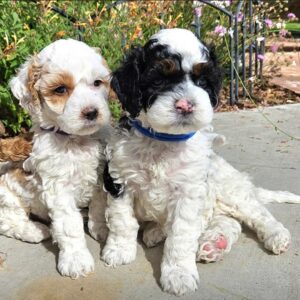 Screenshot_20260418_173122_Facebook