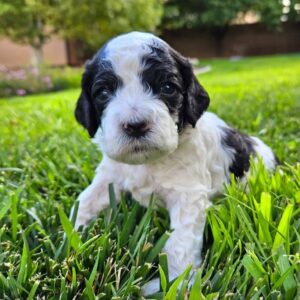 Screenshot_20260418_173204_Facebook