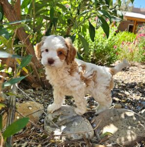 Screenshot_20260418_173305_Facebook