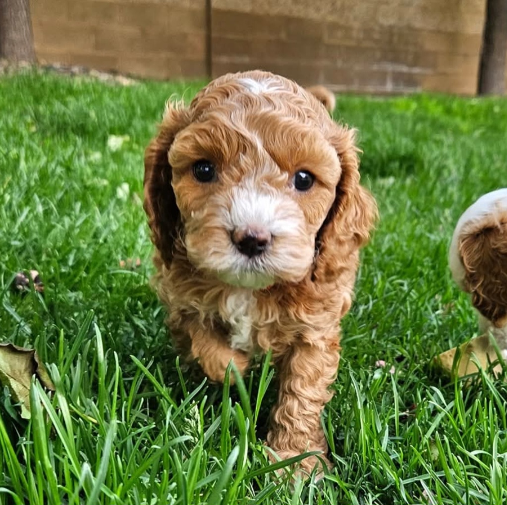 Screenshot_20260418_173338_Facebook