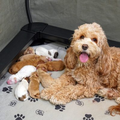Rosei-and-pups-scaled